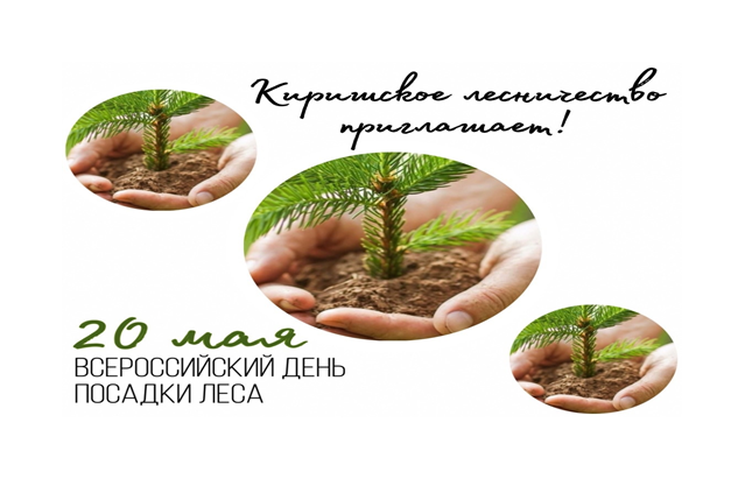 Киришское лесничество приглашает на День посадки леса